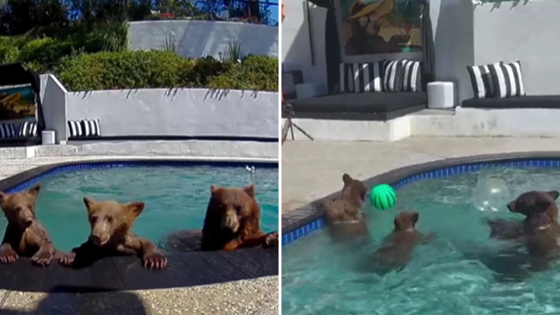 La pareja identifica a osas como Maddie, Punky y Nappy, que se hicieron habituales en la propiedad de Monrovia y protagonizan escenas registradas en video (Captura de video @poolbearlife)