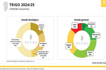 Sólo un 5% del trigo implantado en Córdoba se encuentra en estado excelente. Aunque las precipitaciones de noviembre fueron favorables, no alcanzaron (BCCBA)