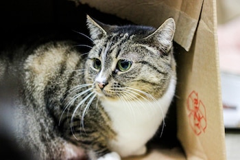 Encuentran un gato con vida dentro de un paquete en un centro de logística: el dueño acusa al cartero de robárselo