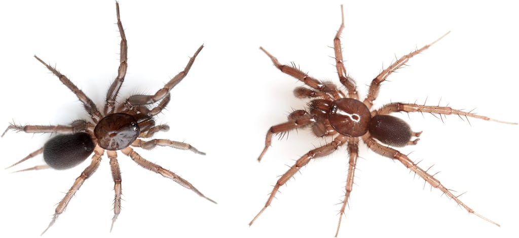 La especie habita en laderas sombreadas y bosques mixtos entre 1.050 y 1.300 metros de altitud (Gentileza, estudio: Oculta en el bosque: Una nueva especie de Hexura (Araneae, Mygalomorphae, Antrodiaetidae) procedente de una zona de distribución muy restringida en Idaho, publicado en ZooKeys)