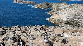 Los proyectos de Global Penguin Society en Chile, Nueva Zelanda, Argentina, Sudáfrica y la Antártida impulsaron áreas marinas protegidas y políticas de conservación
