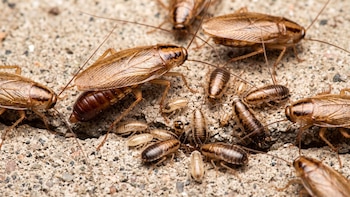 El extraño hábito que usan las cucarachas alemanas para reconocerse entre sí desde el nacimiento