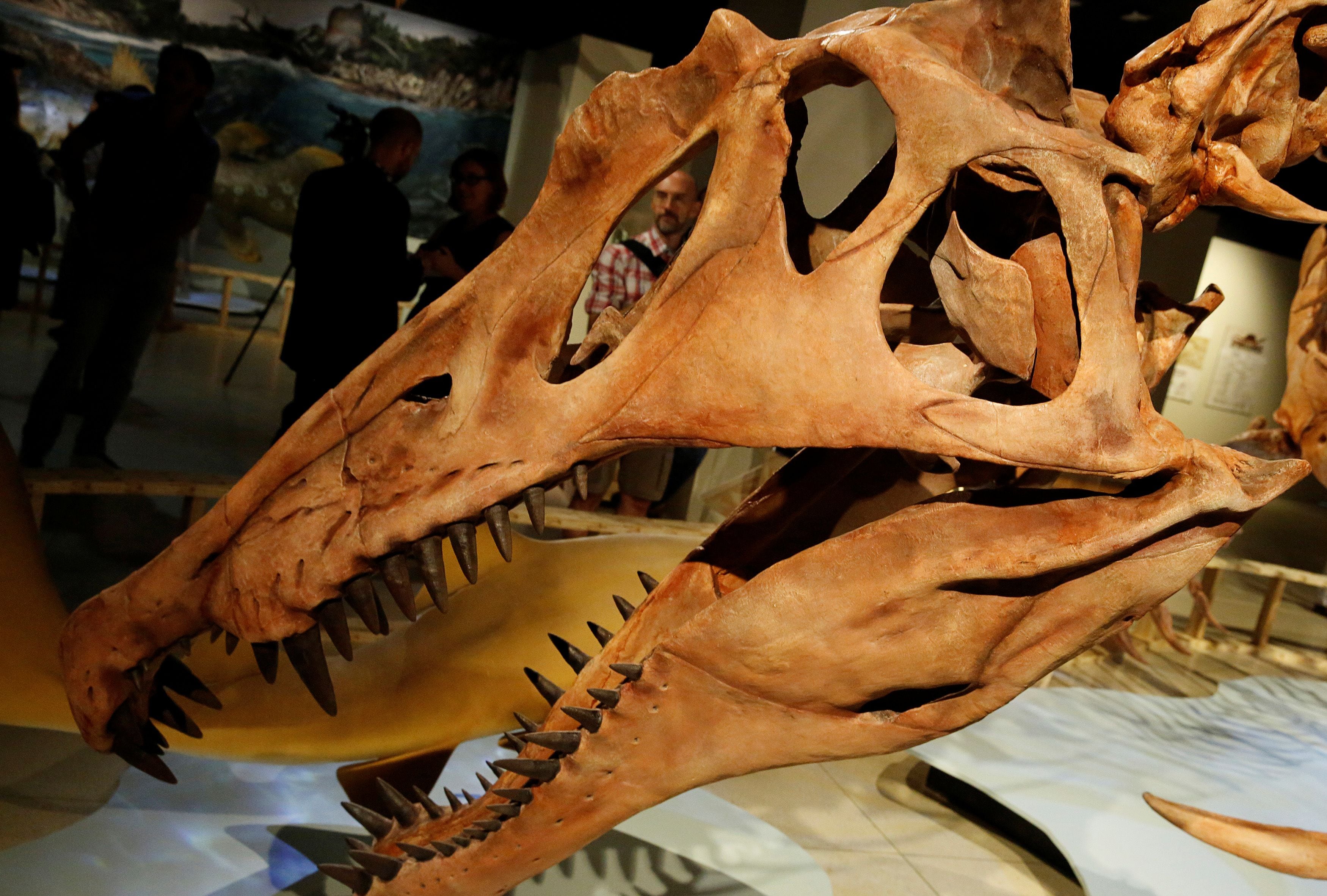 Los investigadores calcularon que el Spinosaurus mirabilis alcanzaba longitudes entre 10 y 14 metros, similares al Spinosaurus aegyptiacus (REUTERS/Jim Bourg/File Photo)