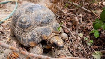 Vista superior de una tortuga motelo con caparazón oscuro y piel amarilla sobre tierra seca y hojas, con pequeñas plantas alrededor