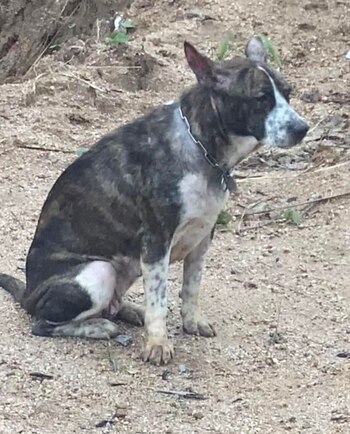 Britney, la perra rescatada, durante