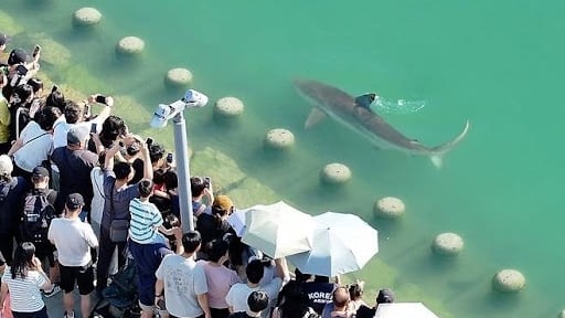 Bukang-i, el tiburón atrapado que convirtió un puerto surcoreano en atractivo turístico