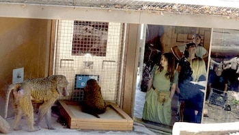 Experimento monos babuinos y geometría