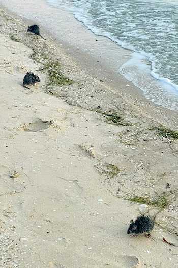 Las ratas nativas de pelo