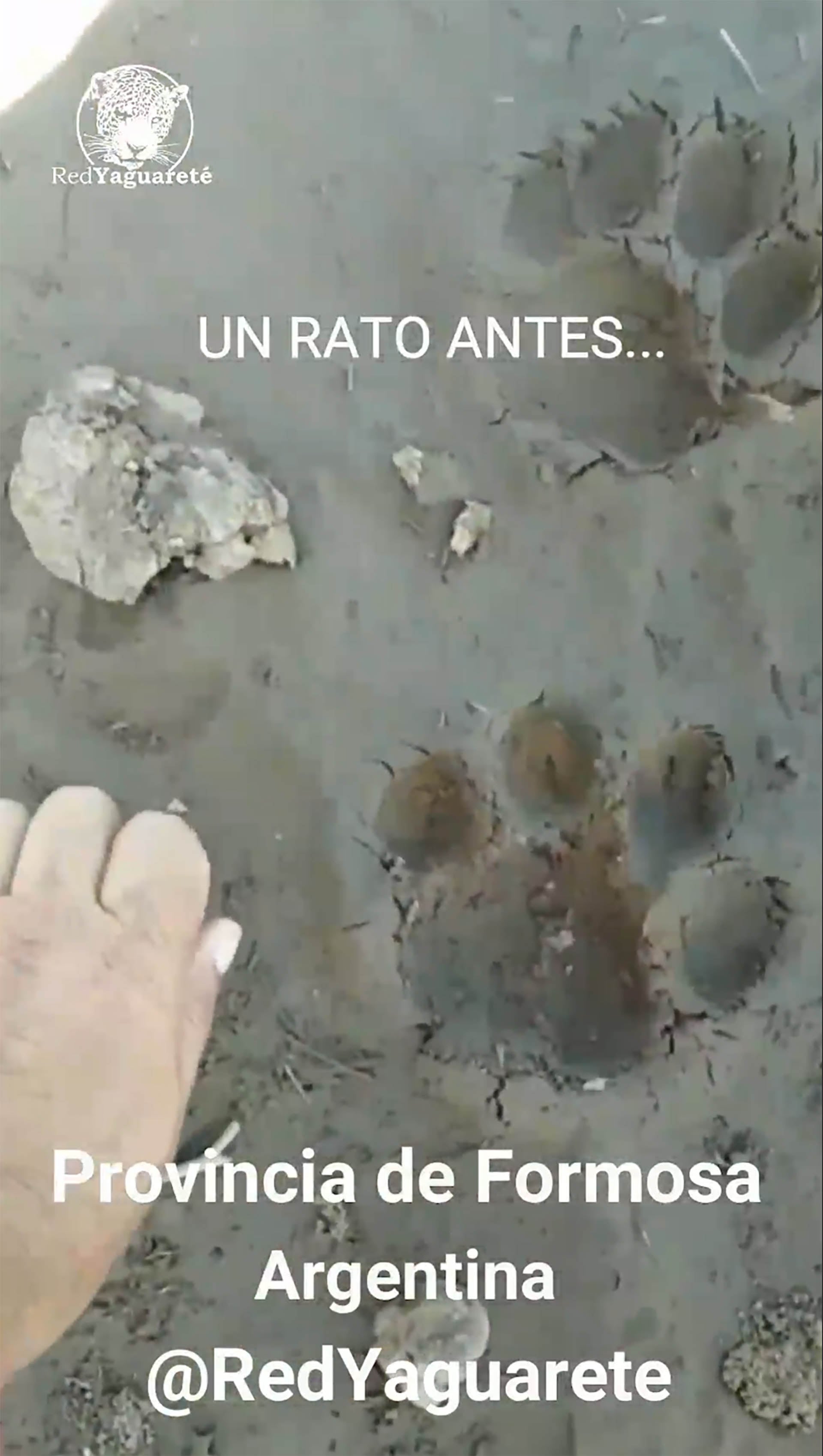 Las huellas del animal antes de que lo cazaran. “Desde las siete de la mañana que lo andábamos buscando y por fin lo pudimos matar acá, con los muchachos”, se jactaban (Foto/Captura Red Yaguareté)