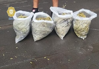 Marihuana (foto: SCC)