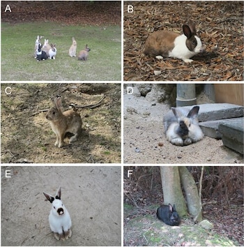 Mosaico de seis imágenes de conejos. A: varios conejos en césped. B: conejo blanco y marrón en hojarasca. C: conejo marrón en tierra. D: conejo gris y beige en tierra. E: conejo blanco y negro. F: conejo negro bajo árboles