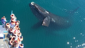 Las ballenas contribuyen con el