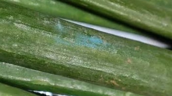 ¿Recuerda usted los vídeos que hallaban cebollita china con manchas azules? Los supermercados en Perú la podían seguir vendiendo