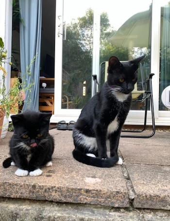 La diferencia entre Fig y