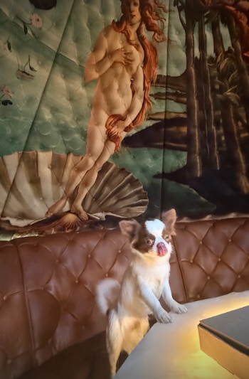 El perro chihuahua de la cantante, llamado “Popper”, subió a la cabina para la primera inspección.