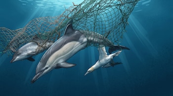 Tres delfines grises y un alcatraz blanco con pico amarillo están atrapados en una red de pesca gris verdosa, bajo el agua azul con rayos de sol filtrándose.