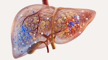 Hígado humano translúcido 3D, venas, células hepáticas, núcleos, vacuolas de grasa amarillas, partículas luminosas azules, naranjas y blancas, filamentos, fibrosis verde.