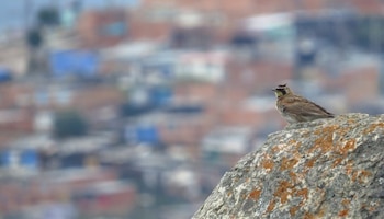Integrantes del evento emplearan plataformas digitales como eBird e iNaturalist para registrar datos georreferenciados de avifauna en el Distrito Capital - crédito Sociedad Bogotana de Ornitología