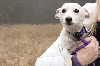 Un perro blanco con collar y correa violeta en brazos de una persona, con un campo de pasto seco de fondo