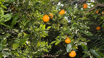 AVA-Asaja avisa de la entrada