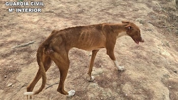 La Guardia Civil investiga a un hombre de 34 años tras encontrar a un perro muerto y otros cuatro maltratados en su finca de Ibiza