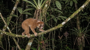 Un pequeño primate de pelaje castaño y ojos redondos avanza sobre una rama con musgo entre hojas y ramas.