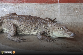 Un lagarto blanco fue rescatado
