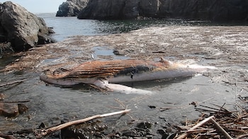 Hallan ballena jorobada muerta de casi 8 metros muerta en Arequipa con una aleta amarrada