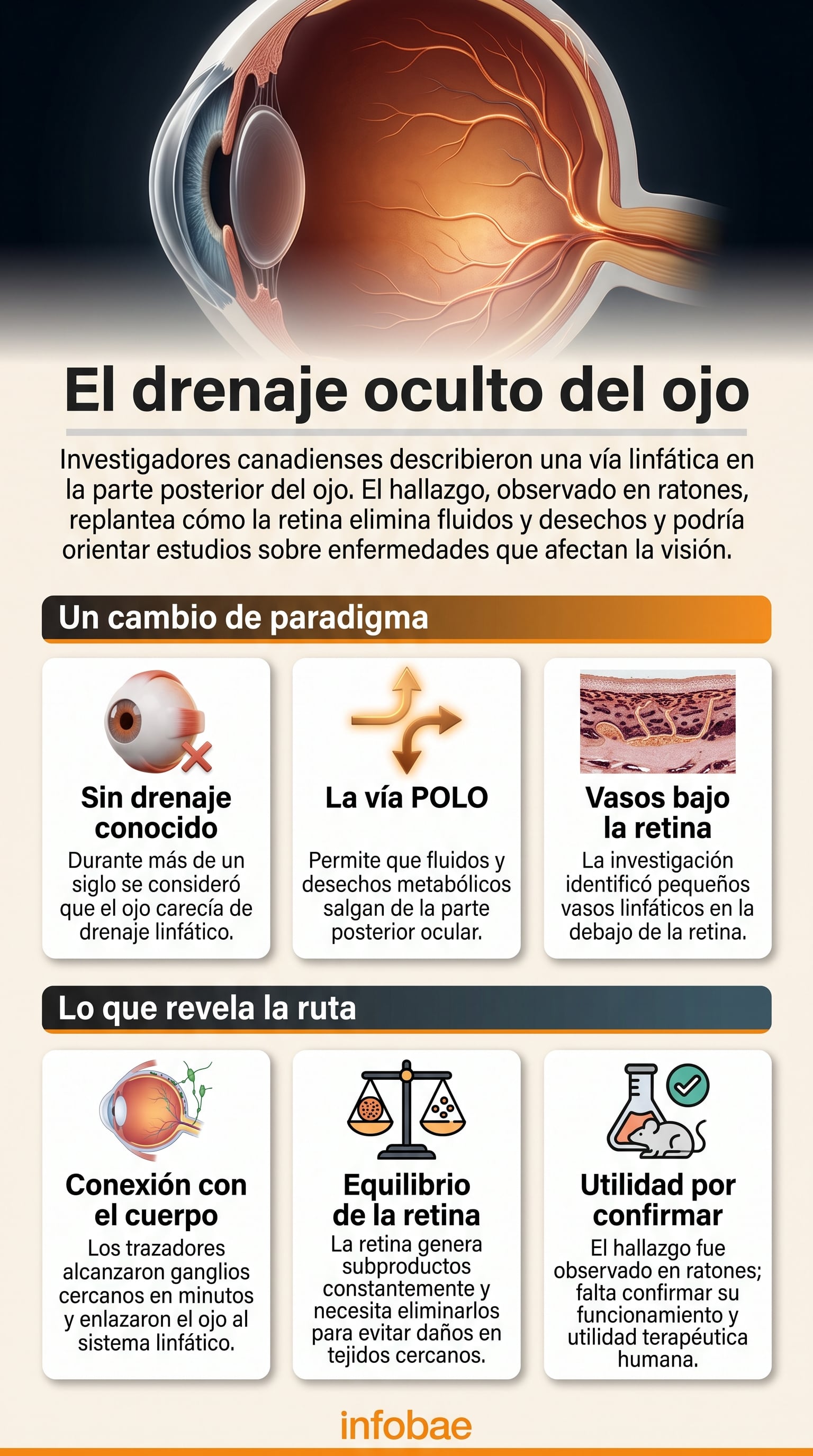 Una infografía ilustra el hallazgo de una vía de drenaje linfático en la parte posterior del ojo realizado por científicos de Canadá (Imagen Ilustrativa Infobae)