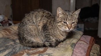 Un gato atigrado de pelaje pardo y ojos entreabiertos permanece sentado sobre una manta doblada en un entorno interior.