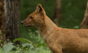 Dhole