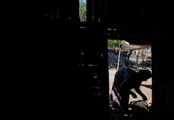 Mercedes Henríquez selecciona unas papas