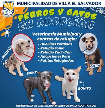 Huellitas Perdidas, Refugio Sonia, Refugio Yadi-Can, Adopciones Perú y Patitas Refugiadas participarán en la jornada de adopción - Créditos: Municipalidad de Villa El Salvador.