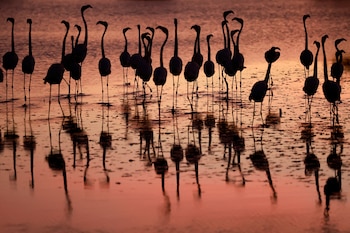 Pink flamingos are silhoueted and