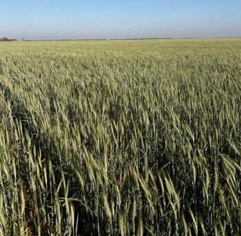 Trigos en la región central