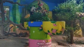 Meng Meng, Ku Ku, y Shuai Shuai