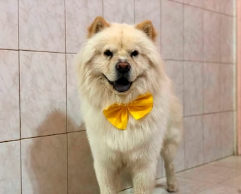 Spa Perros Peluqueria Canina
spaperros.catriel