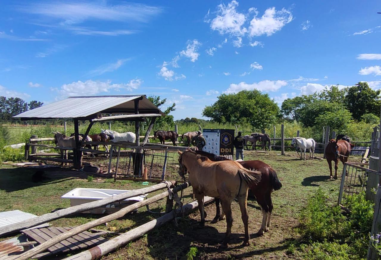 Los caballos robados
