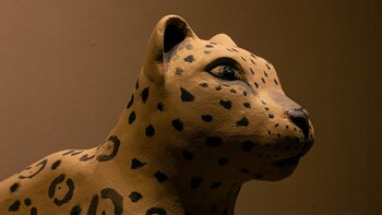 Cabeza de Yaguareté. Desirée De