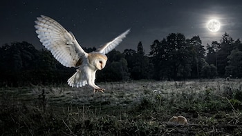 Lechuza común blanca en vuelo sobre campo de hierba seca, árboles al fondo, y luna llena brillante. Un ratón pequeño en el suelo