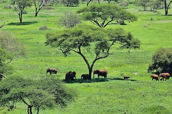 Parque Nacional Serengeti