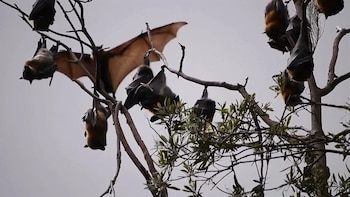 Rumores sobre “invasiones” masivas de