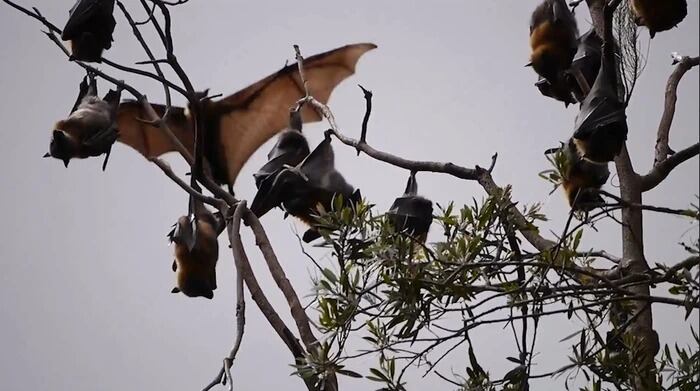 Aunque pueden portar enfermedades como la rabia, el riesgo de transmisión a humanos es muy bajo si no se manipulan los murciélagos. Gobernación del Valle del Cauca