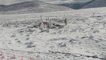 Alrededor de 40 familias afectadas