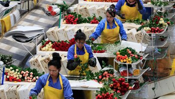 La OCDE proyecta que la