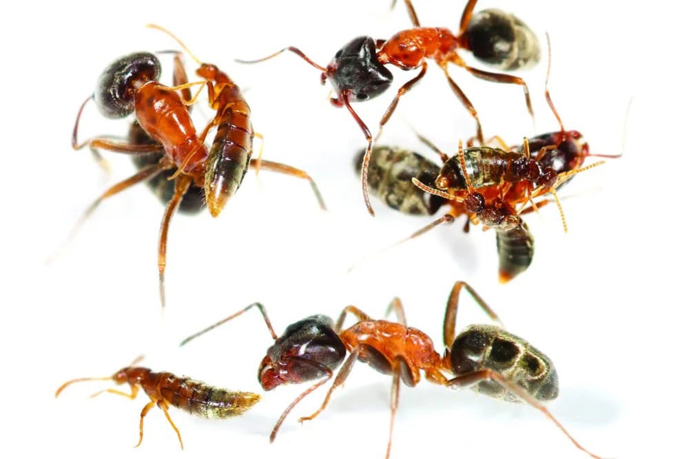 El escarabajo Sceptobius lativentris sobrevive en nidos de hormigas al camuflarse con hidrocarburos cuticulares de sus hospedadoras (Joe Parker)