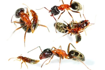 Escarabajos australianos dependen de hormigas para sobrevivir y desafían las reglas evolutivas
