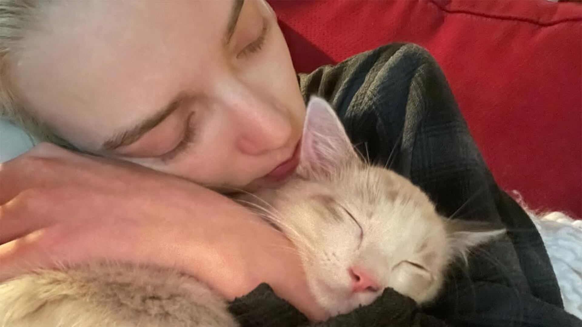 Kitsune es un gato de raza ragdoll que adoptó la actriz Anya Taylor Joy. (anyataylorjoy)