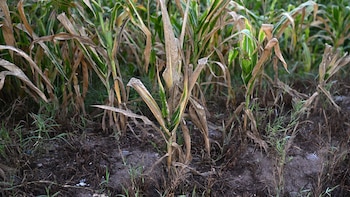 Diputados de Guatemala buscan contener el impacto alimentario de la sequía con transferencias temporales a pequeños agricultores