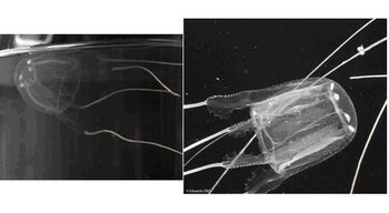 Imagen de la medusa Carybdea marsupialis